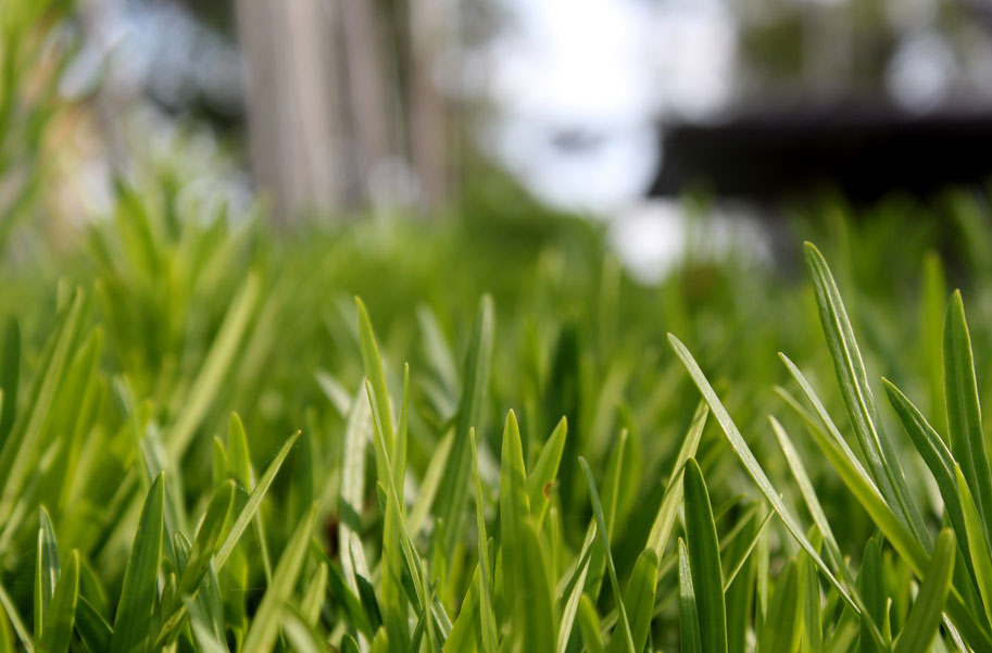 turfing, stafford